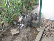 Кошки Сапун-горы
